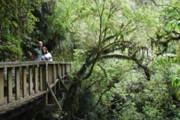 Ruakari bushwalk