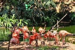 Les flamants roses