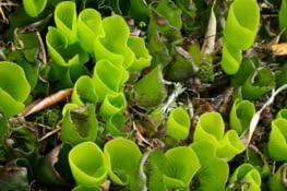 Drôle de végétation