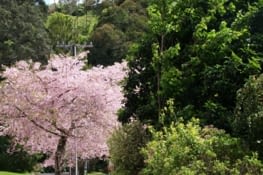 Rue pavillonnaire d'Auckland