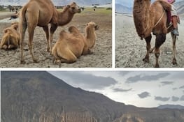 Sur les dunes de hunder à dos de chameau bactriens