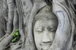 Bouddha dans le figuier