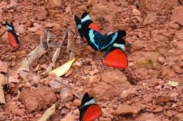 Des papillons par centaines