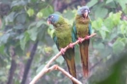 Observation des perroquets