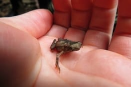 Petite grenouille