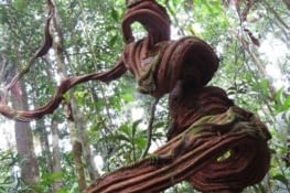 Randonnée en forêt amazonienne