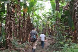 Recolte de fruits et légumes en pleine forêt