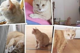 De Lille à l’Ile de France