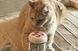 Qu’est-ce qu’il y a dans cette boîte ?