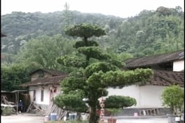 Arbre dans la cour d’un oncle