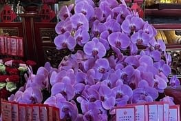 Les souhaits et les belles fleurs