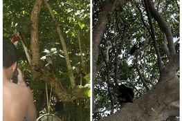 Spot the monkeys…