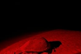 Tortue verte de retour vers l’Océan