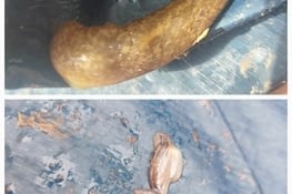 Les limaces qui ont voyagé avec moi, accrochées à ma tente.