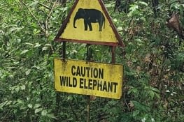 Caution Wild Elephant