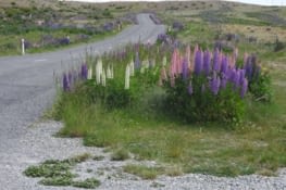 Au pays des,lupins