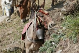 Je peux pas, j'ai poney!