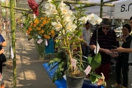 Visite du festival des fleurs de Chiang Mai