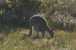 notre premier wallaby sauvage