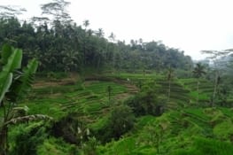 Ces rizières en terrasse sont tout de même très très jolies...