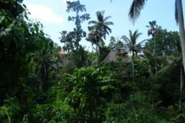 La jungle à 2 pas d'Ubud