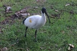 Pour ceux qui vont beaucoup à l'hôtel, voici un ibis