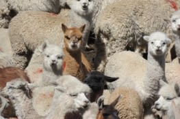 Lamas,vigognes et alpagas nombreux au bord de cette magnifique route vers Chivay.