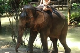 Les éléphants eux aussi ont piscine !