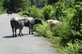 Quelques troupeaux sur le bord de la route
