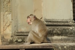 Quelques locataires ...