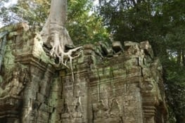 Ta  Phrom, qui se bat contre son principal ennemi : le fromager !