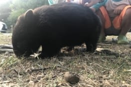 Wombat sauvage