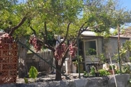 sechage d'oignons !!!!