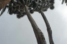 Dragonnier de 400 ans dans la cour de l'hotel