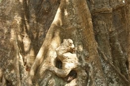 quand les racines font de la sculpture