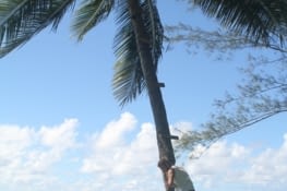 climbing the coco tree
