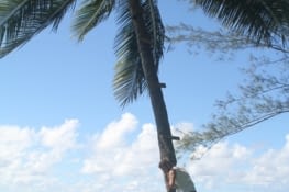 climbing the coco tree