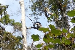 Au coeur de la forêt