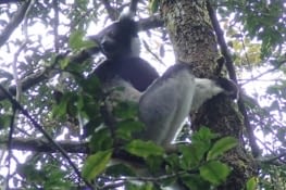 Indri Indri hurleur