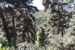 Rapidement la forêt envahie le paysage , tout de suite la tranquillité. .......