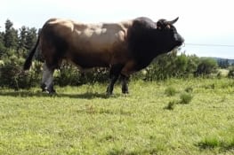 Sur notre parcours nous rencontrons de superbe taureau