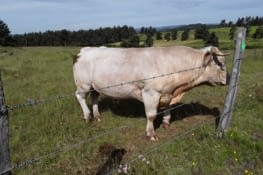 Voilà un jeune taureau qui observe les vaches du champs d en face