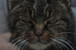 Manon's cat (really happy to see her again apparently)