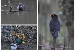 Little animals in Rennes...