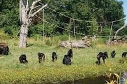 Parc des bonobos prés de Kinshasa