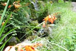 Crocosmia ou Montbrétia