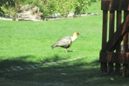 On avait pas vu de kiwi en Nouvelle Zélande;  ici on tombe sur ce drôle d'oiseau, un ibis