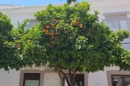 Faro, ses orangers