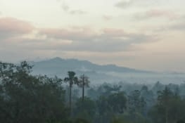 La jungle / The jungle