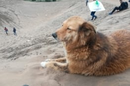 Ignace, le chien qui nous a accompagné.